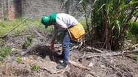 Lei de combate à Dengue é promulgada e passa a valer a partir de hoje